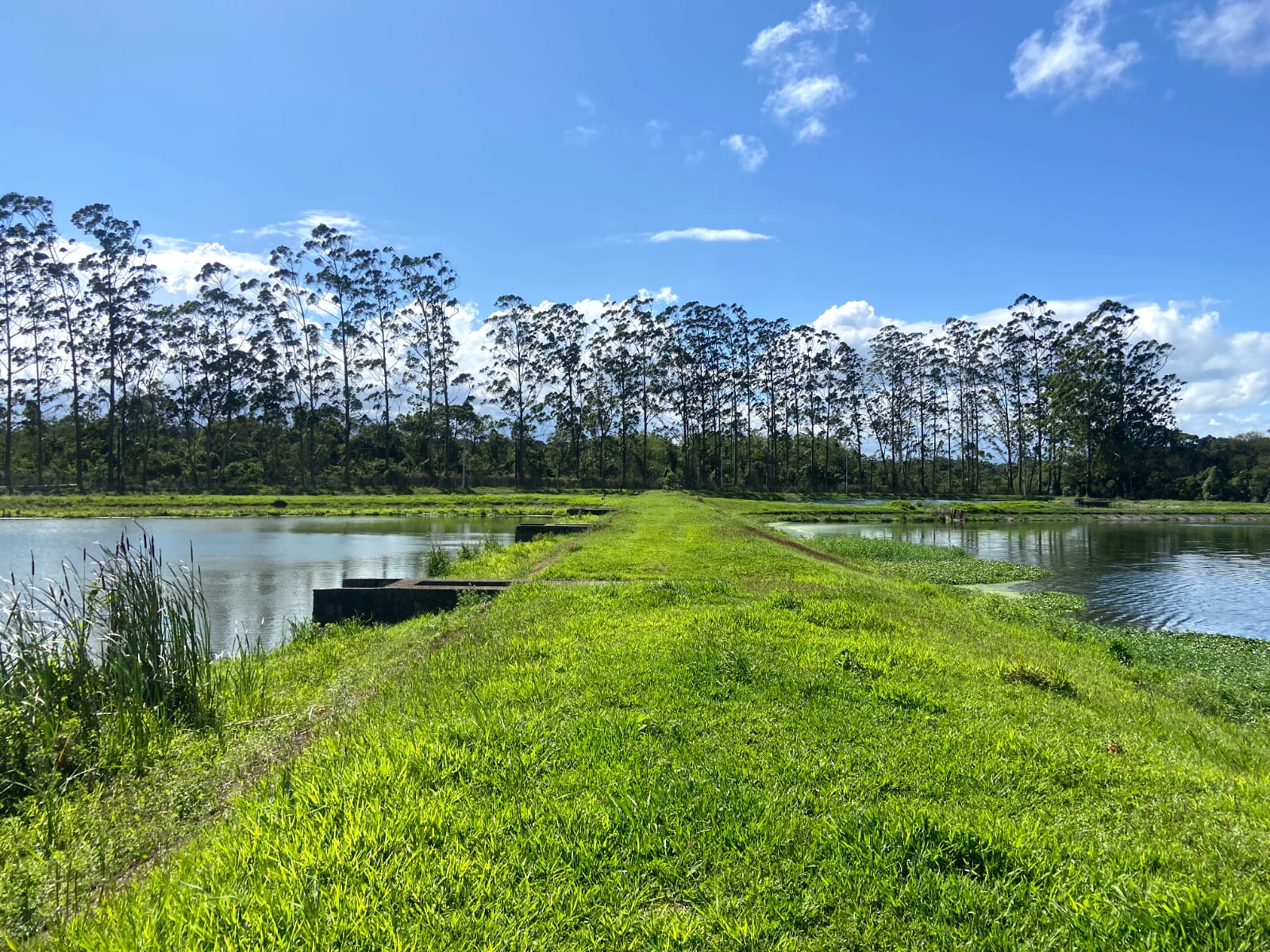 Phytorestore Brasil inicia os estudos de revitalização das lagoas da Estação de Tratamento de Esgoto do Jarivatuba